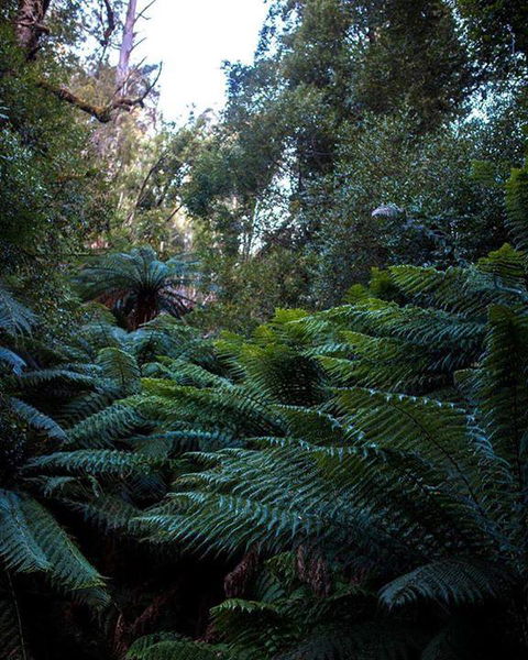 Maydena Chalet - Holiday Find 42