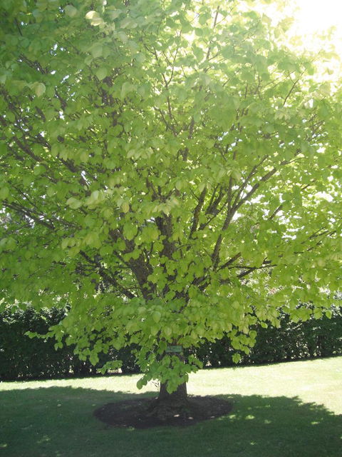 Maydena Chalet - Holiday Find 32