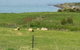Penguin Seaside Farm - thumb 7