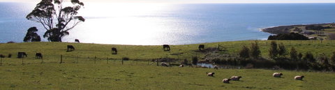 Penguin Seaside Farm - Holiday Find 2