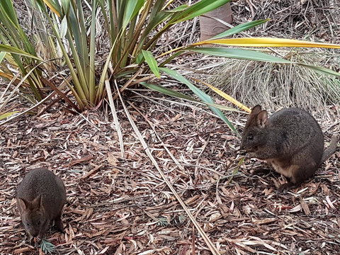 Oyster Cove Chalet - Holiday Find 16