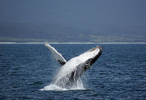 Suntrap Cove Bicheno - Holiday Find 39