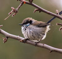 Free Spirit Pods - Holiday Find