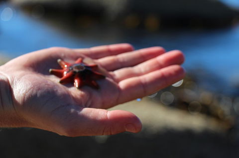 Blu-Sea 365 - Holiday Find 26