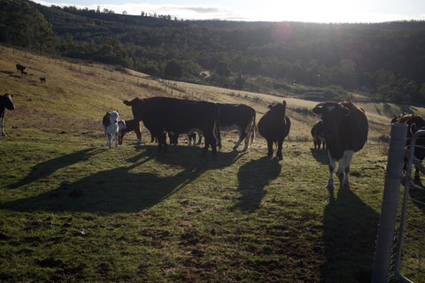 Hamlet Downs Country Accommodation - Holiday Find 24
