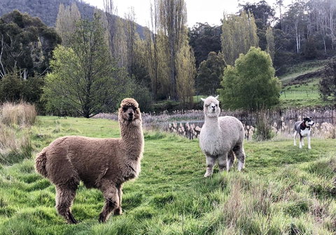 Hamlet Downs Country Accommodation - Holiday Find 6