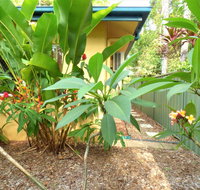 Rainforest Cottage Cairns - Holiday Find