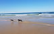 Red Door Beach House - Marcoola Beach - PET FRIENDLY, FOXTEL, WIFI, 500 BOND, Linen Supplied - thumb 1