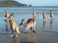 Book Seaforth Accommodation Vacations Holiday Find Holiday Find