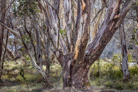Snowgums 07 - Holiday Find 3