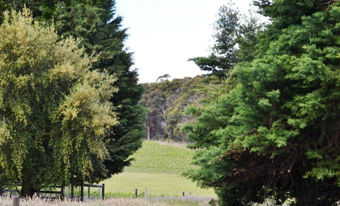 Springhill Winery - Holiday Find 1