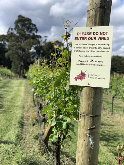 Springhill Winery - Holiday Find 3