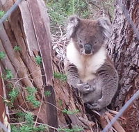 Stringybark Hills Retreat - Holiday Find