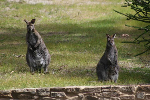 Bicheno By The Bay - Holiday Find 44