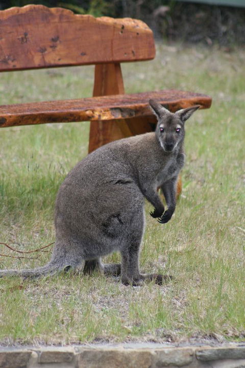 Bicheno By The Bay - Holiday Find 31