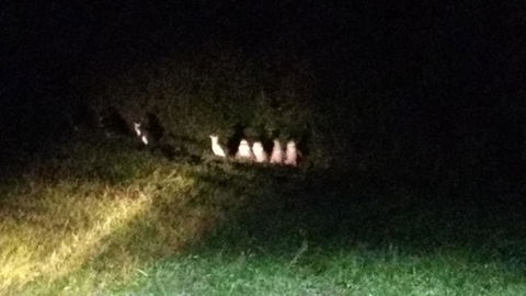 Diamond Island Resort - Holiday Find 23