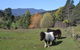 Whispering Spirit Holiday Cottages & Mini Ponies - thumb 13