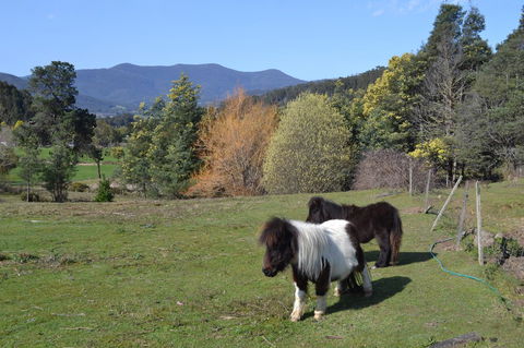 Whispering Spirit Holiday Cottages & Mini Ponies - Holiday Find 13