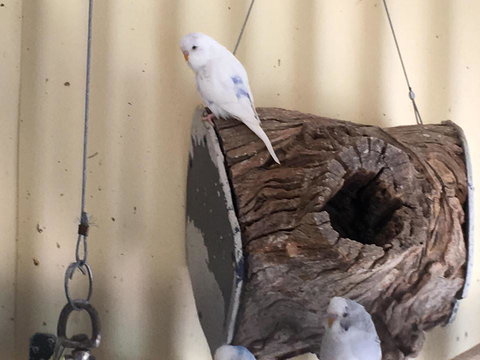 Blue Wren Bungalow - Holiday Find 12