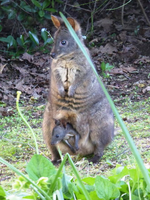 Tamar River Retreat - Holiday Find 36