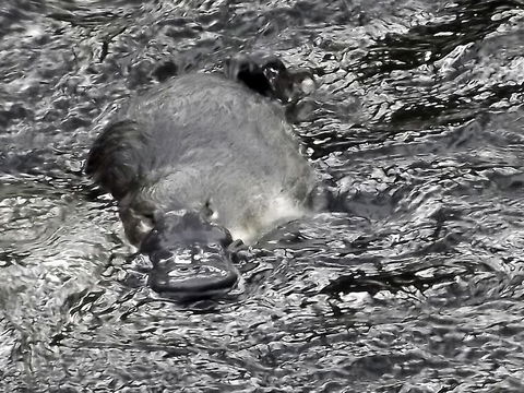 Platypus Playground Riverside Cottage - Holiday Find 23