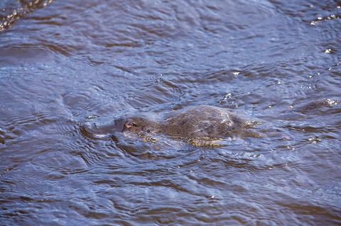 Platypus Playground Riverside Cottage - Holiday Find 16