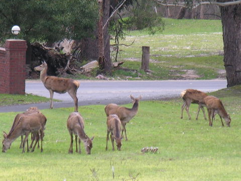 The Grampians Motel - Holiday Find 23