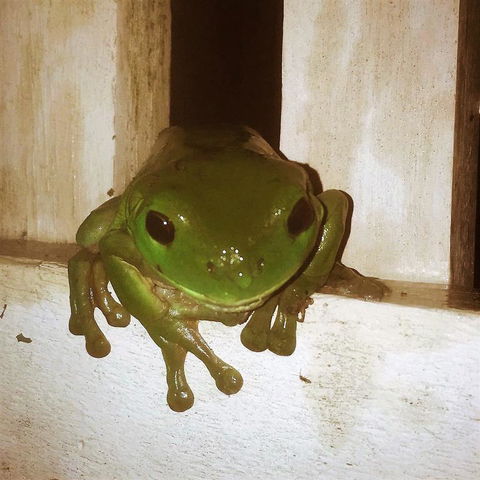 The Canungra Motel - Holiday Find 3