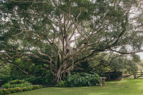 The Eumundi Dairy - Holiday Find 2