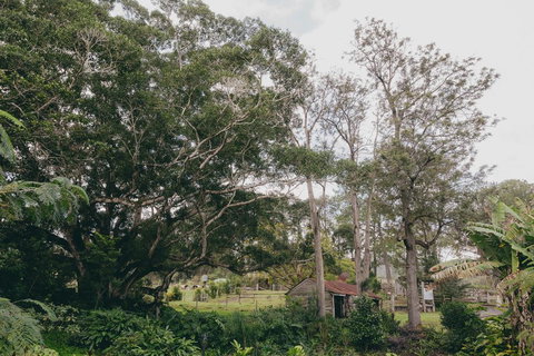 The Eumundi Dairy - Holiday Find 1