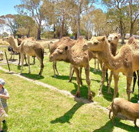 The Funny Farm - Animals / Churchhouse / Amazing Experience - Holiday Find