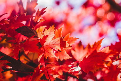 THE MAPLES - Holiday Find 3