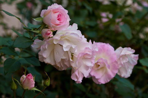 The Noble Grape Guesthouse - Holiday Find 1