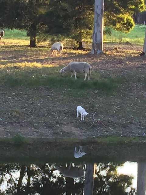 Tree Of Love Farm Stay - Holiday Find 2