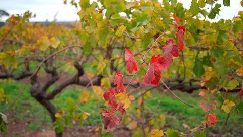 Triple Creek Guest House - Barossa Region - Holiday Find 3