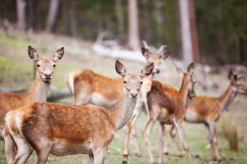 Villa Cervi Property - Holiday Find 0