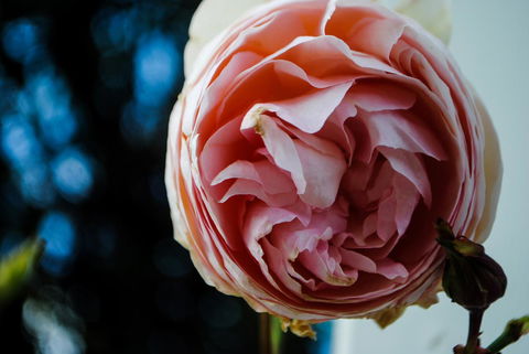 Bed Of Roses - Holiday Find 36