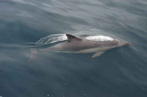 Cape Nelson Lighthouse - Holiday Find 33