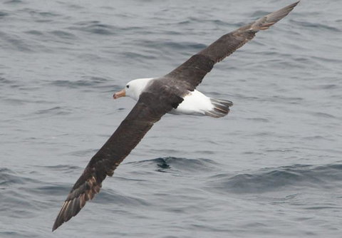Cape Nelson Lighthouse - Holiday Find 36