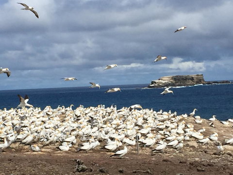 Cape Nelson Lighthouse - Holiday Find 40