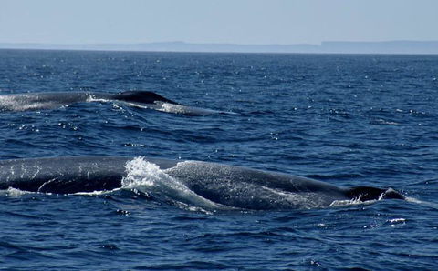 Cape Nelson Lighthouse - Holiday Find 38