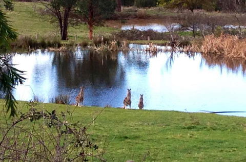 Australian Home Away @ Wonga Park Brushy Creek - Holiday Find 17