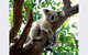 Austral Place 88 Via Merri River - thumb 24