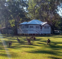 Lake Weyba Noosa Lodge  Kangaroos - Holiday Find