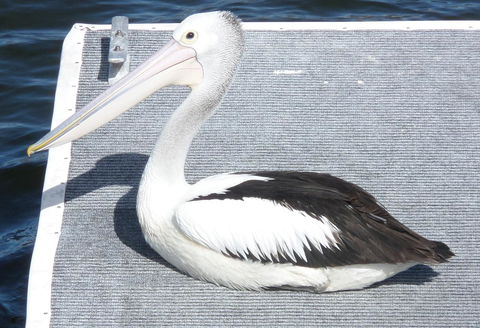 Gaia On Bribie Island - Holiday Find 42