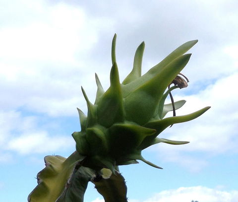 Gaia On Bribie Island - Holiday Find 22
