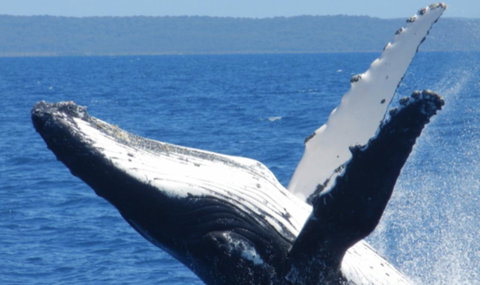 Fairways Golf & Beach Retreat Bribie Island - Holiday Find 14