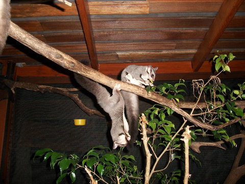 Forest Lodge: Little Villa - Holiday Find 1