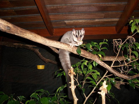 Forest Lodge: Little Villa - Holiday Find 18