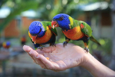 Tasman Holiday Parks - Airlie Beach - Holiday Find 17
